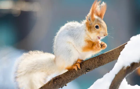 Winter, look, snow, branches, pose, protein