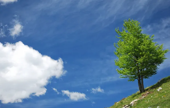 Picture summer, the sky, clouds, tree, hill