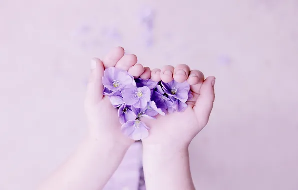 Picture flowers, background, hands