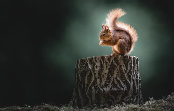 Nature, the dark background, glade, stump, protein, profile, sitting