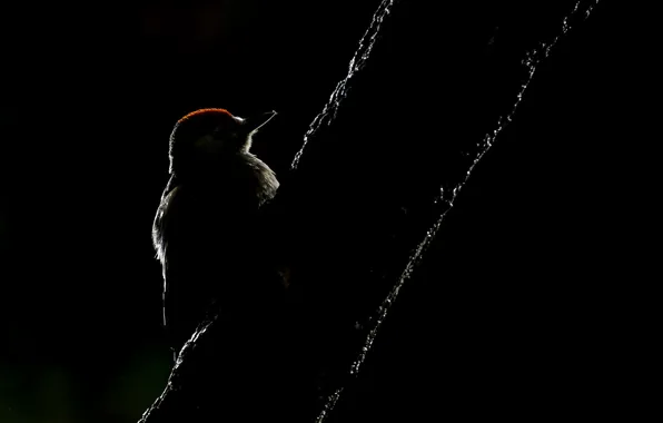 Nature, bird, great spotted woodpecker