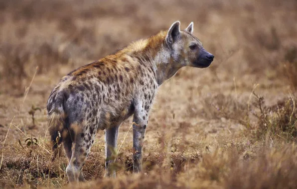 Picture africa, animal, wildlife, hyena