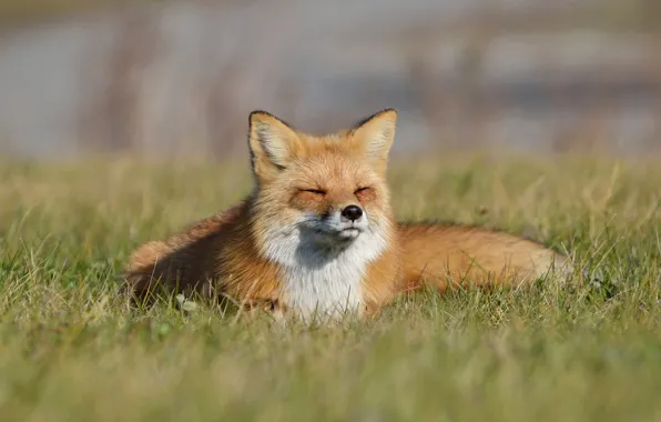 Picture grass, Fox, Fox