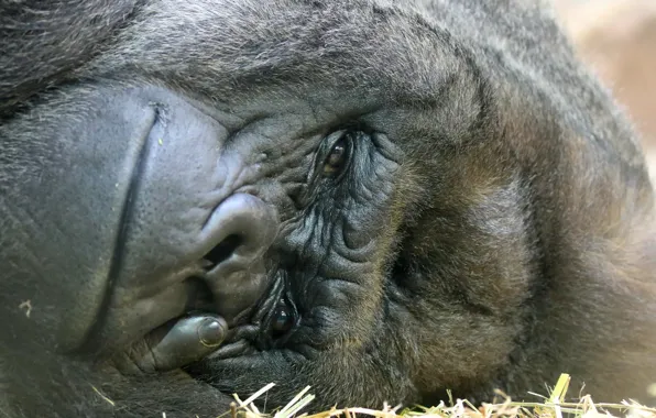 Look, background, monkey