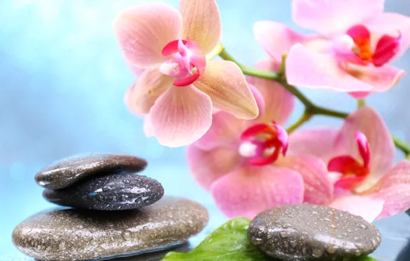 Flowers, droplets, Orchid, leaves, Spa stones