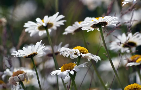 Summer, flowers, stems, glade, chamomile, white, bokeh, leucanthemum