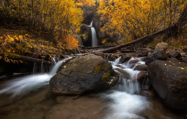 Picture autumn, forest, branches, stones, waterfall, log