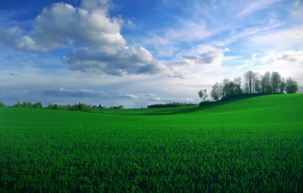 Picture greens, field, summer, the sky, clouds, trees, blue, cereals