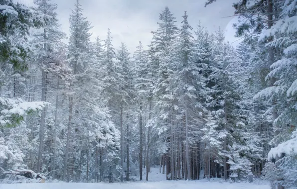 Winter, forest, snow, ate, pine, snowy