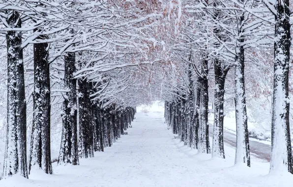 Winter, snow, trees, Park, alley, trees, landscape, park