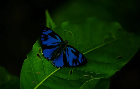 Leaves, microsemi, butterfly, wings, insect, beautiful, closeup