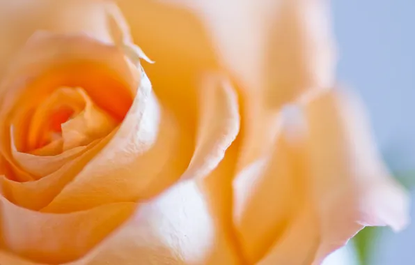 Macro, flowers, roses