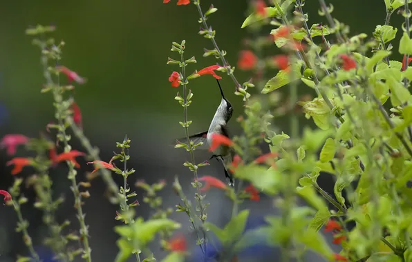 Greens, grass, flowers, bird, Hummingbird