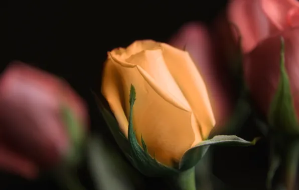 Picture background, rose, petals, stem, Bud