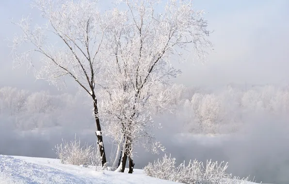 Winter, snow, landscape, nature, winter