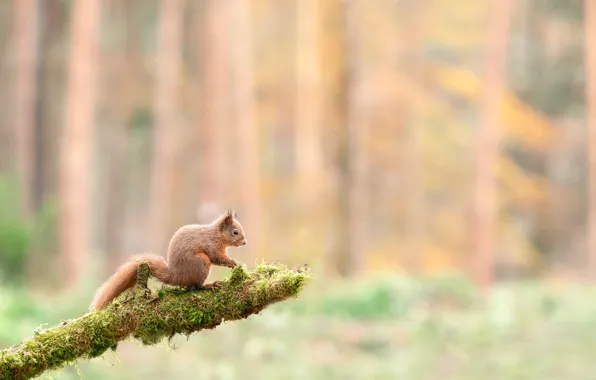 Forest, look, nature, pose, moss, branch, protein, pine