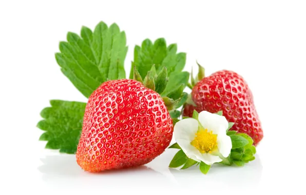 Strawberry, white background, leaves, flowers