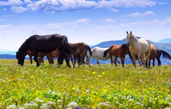 Field, clouds, mountains, blue, horses, horse, pasture, the herd