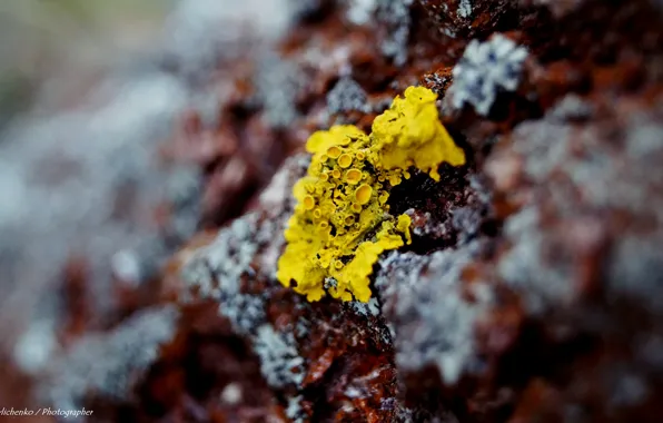 Yellow, bark, brown