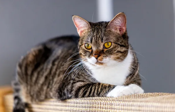Cat, cat, look, grey, background, lies, striped, yellow eyes