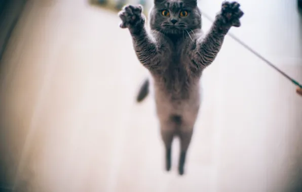 Picture eyes, cat, jump, paws, bokeh