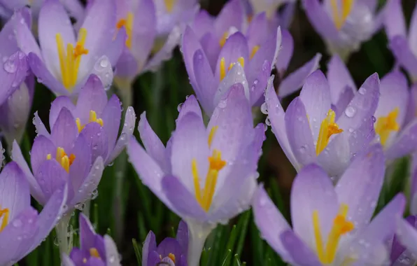 Picture crocuses, drops, spring, petals, macro