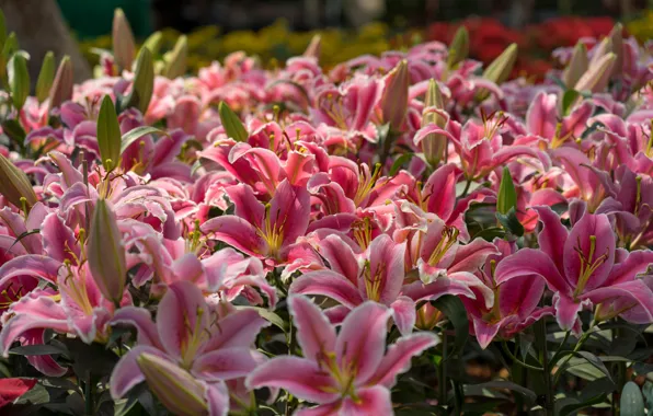 Lily, petals, pink, buds, a lot