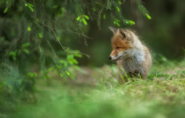 Portrait, branch, Fox, face, needles, Fox
