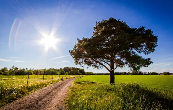 Picture road, field, the sky, the sun, rays, trees