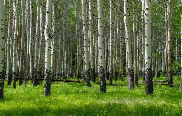 Greens, forest, grass, trees, branches, nature, trunks, spring