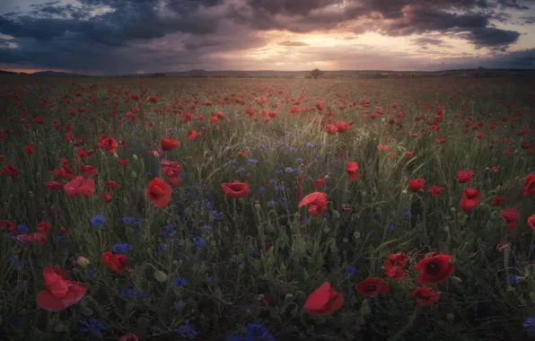 Field, flowers, nature, Maki