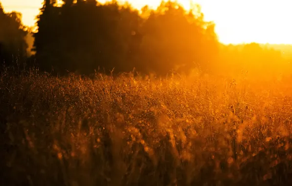 Picture field, forest, summer, light, sunset, nature, plant
