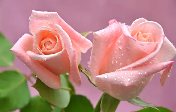 Water, drops, macro, Rosa, roses, petals, Bud