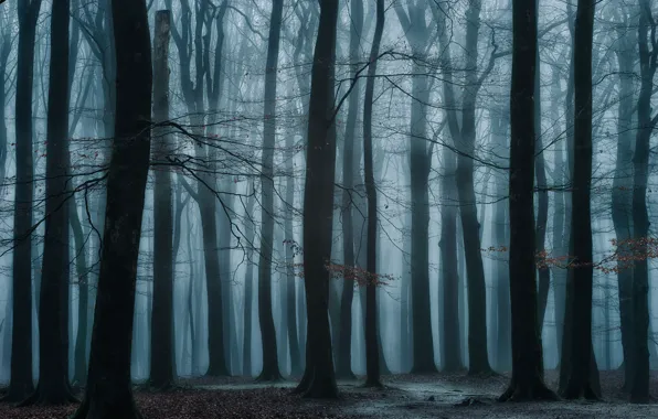Picture forest, trees, fog, Netherlands, Speulderbos