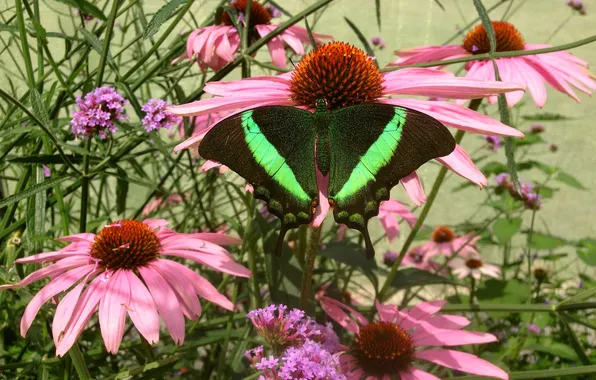 Flowers, macro, butterfly, wings, beautiful, close-up