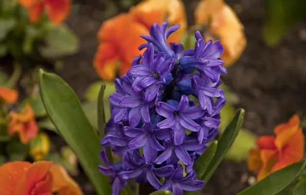 Flower, purple, leaves, macro, flowers, lilac, spring, garden