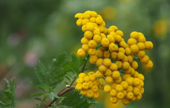 Picture macro, flowers, yellow, stem, flowering, tansy