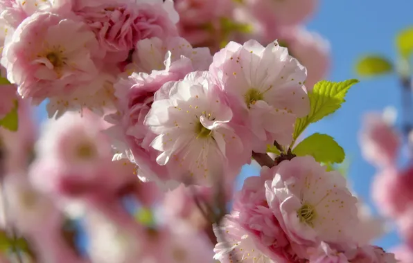 Flowers, nature, holiday, beauty, spring, may, flowering, almonds