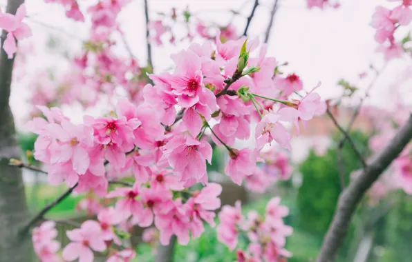 Branches, spring, Sakura, flowering, pink, blossom, sakura, cherry