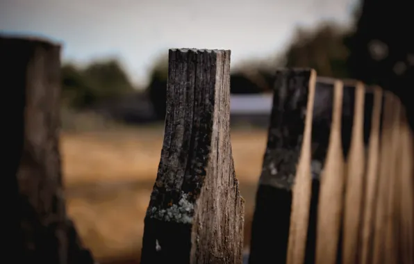 The fence, Summer, Old, The village