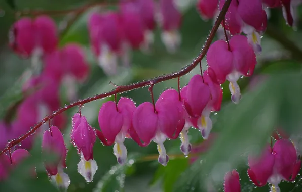 Picture flowers, droplets, flowers, dew, pink flowers, dewdrops, droplets, pink flowers