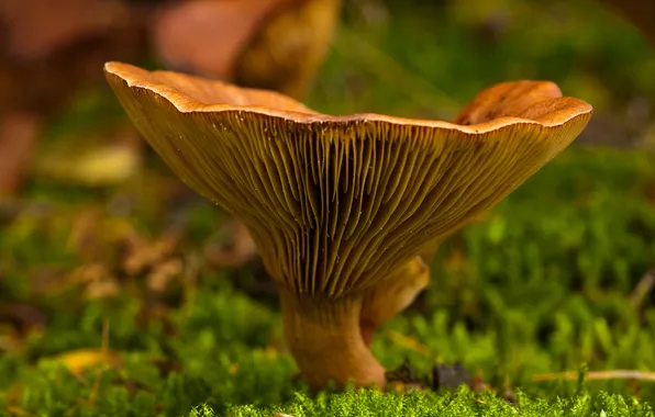 Picture autumn, macro, mushroom, moss, focus, bokeh