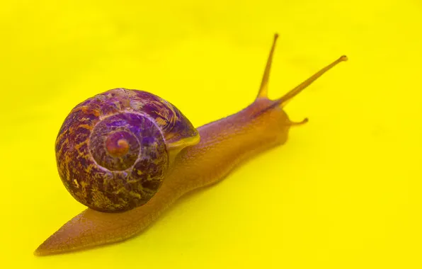 Picture nature, snail, sink