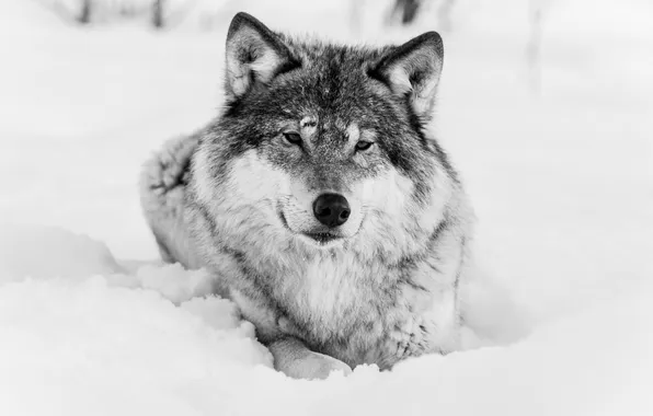 Winter, face, wolf, black and white, predator
