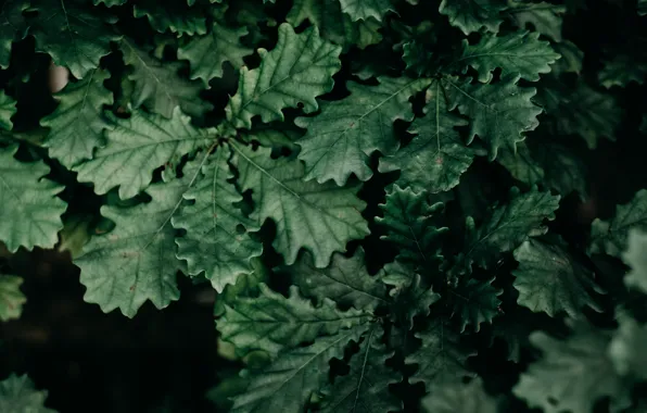 Nature, Plant, Plants, Nature, Macro, Flora, Garden, Plants