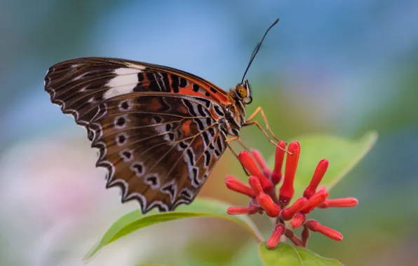 Background, butterfly, wings, antennae, buds, Fleur Walton