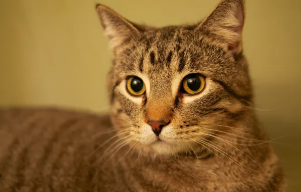 Cat, eyes, cat, look, face, grey, background, portrait