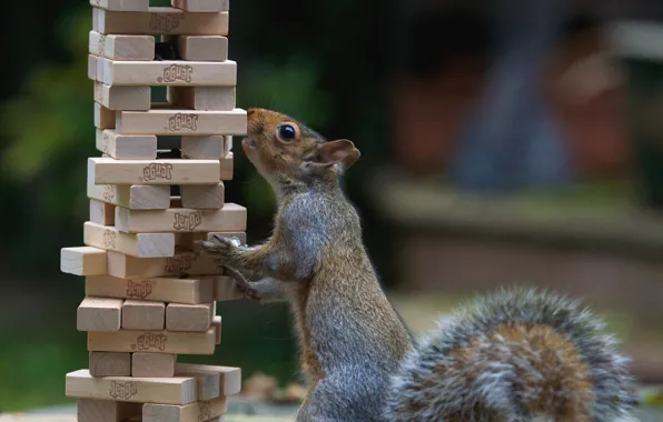 Background, cubes, protein, stack, curiosity, stand, bars, wooden