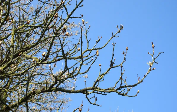 Branch, kidney, chestnut, spring 2018, Meduzanol ©
