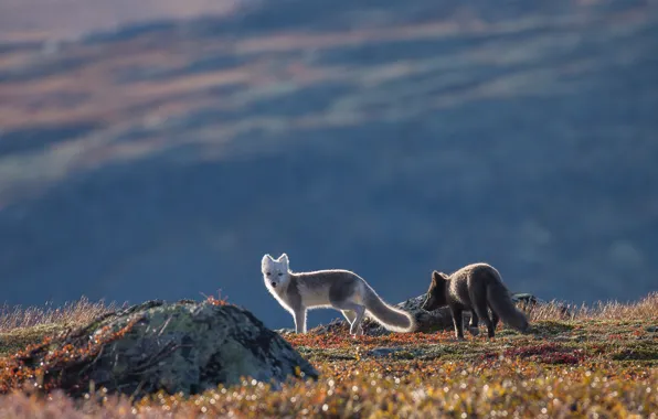Nature, background, stone, pair, Fox, foxes